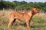 DOGUE DE BORDEAUX 479